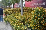 花市2