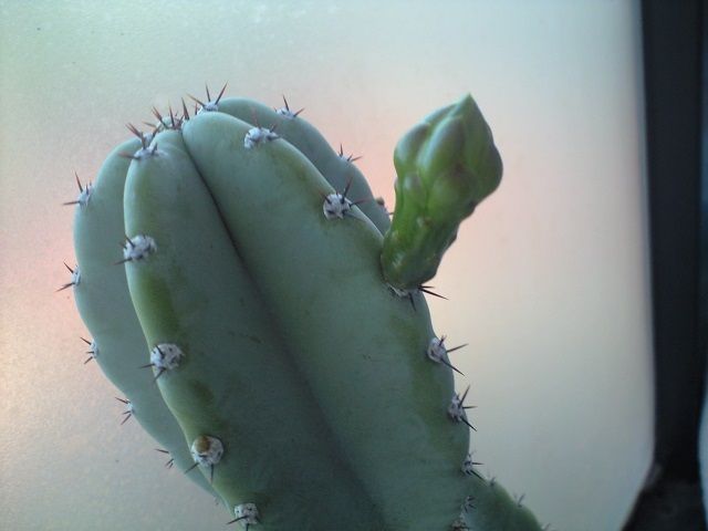 柱サボテンの芽