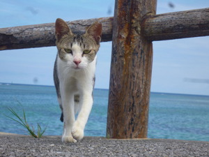 2 一番ナイスショット猫