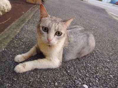 なんかくれ猫