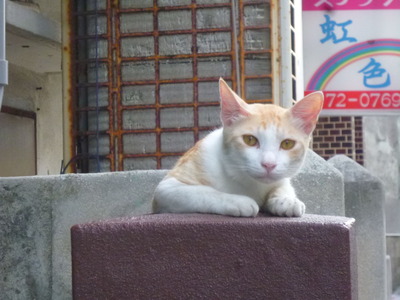 猫1