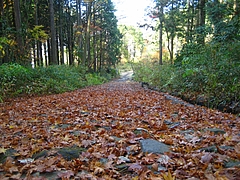 箱根の落ち葉