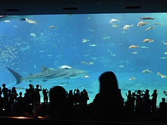 ちゅら海水族館 ジンベイザメ