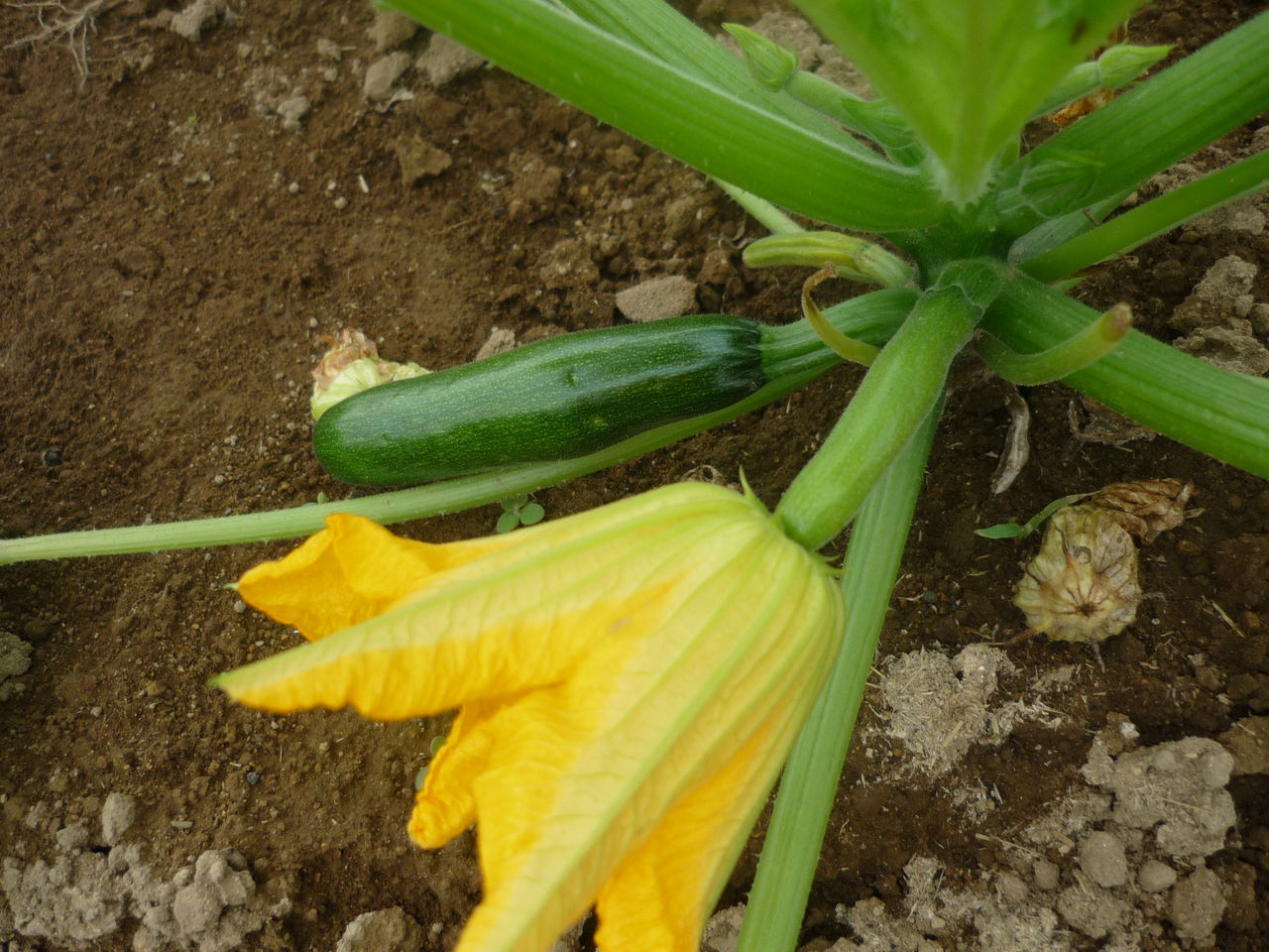 P1000899