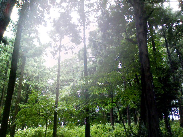 misty forest dawn