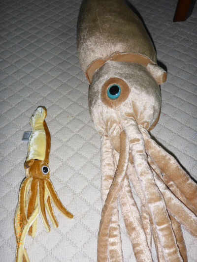 giantsquid5
