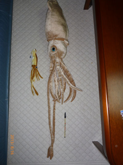 giantsquid4