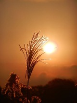 ������ ������2