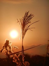 ������ ������1