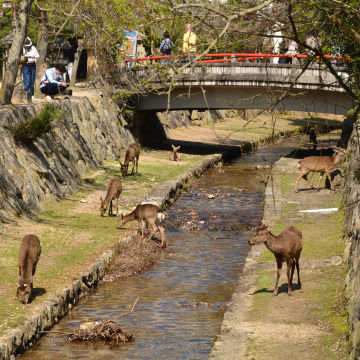 宮島_6