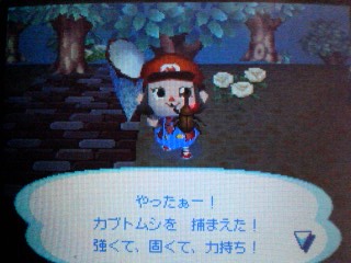 ラストカブト