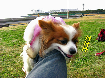 µÕ½±¤Î¥¢¥í¥¢¡ª¬