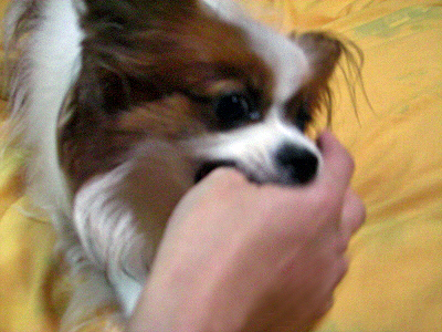 ¤¹¤Þ¤ó¤¹¤Þ¤ó¥