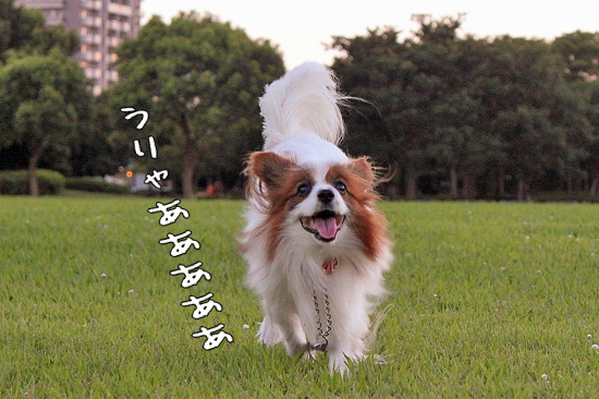 ²Æ¥Ð¥Æ¡£¡£orz£
