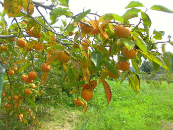 CIMG0974
