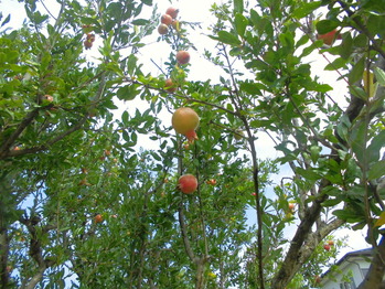 CIMG0977