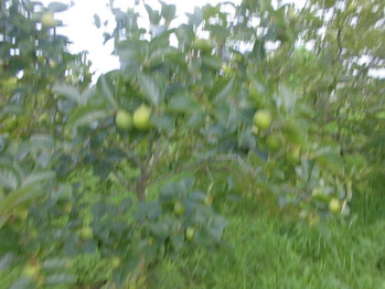CIMG0955