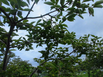 CIMG0954