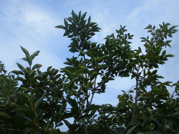 CIMG0956