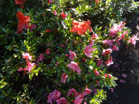 DSC03990