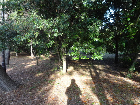 DSC04044