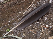 RIMG0693