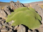 【不思議】地球のものとは思えない緑のモコモコした植物「ヤレータ」_画像_005