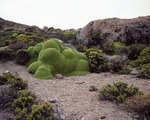 【不思議】地球のものとは思えない緑のモコモコした植物「ヤレータ」_画像_004
