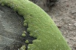 【不思議】地球のものとは思えない緑のモコモコした植物「ヤレータ」_画像_006