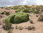 【不思議】地球のものとは思えない緑のモコモコした植物「ヤレータ」_画像_003