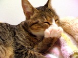 Revy20090630