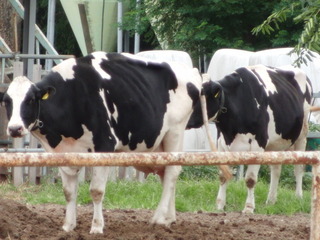 CIMG3250
