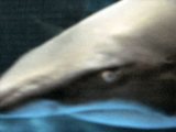 サメ