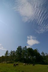木曽馬と秋の空