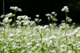 そばの花1