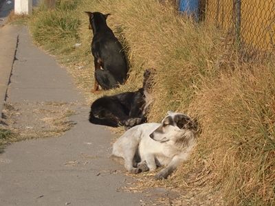 野良犬