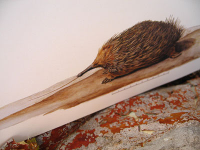 shortbeakedechidna