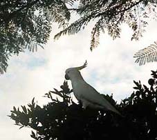 cockatoo