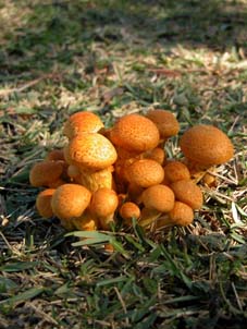 mushroom2