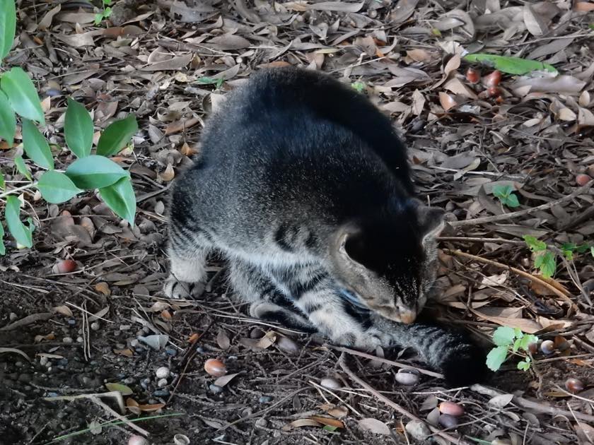 cat_20150922_12