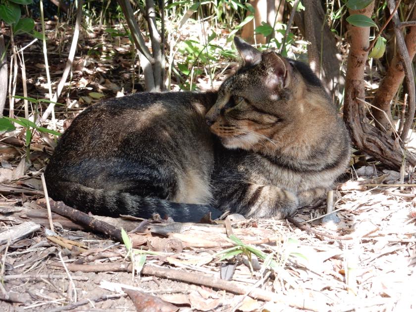 cat_20150922_10