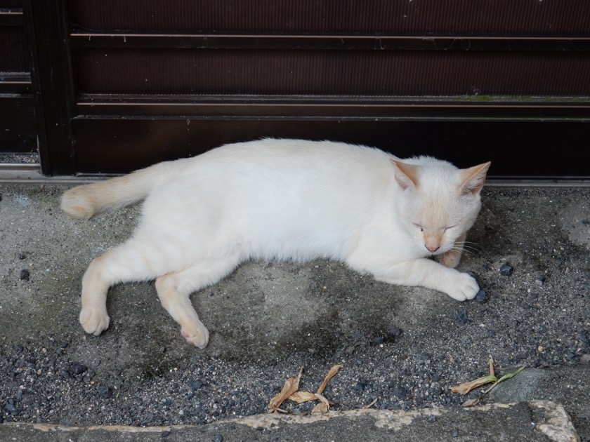 cat_20160813_09