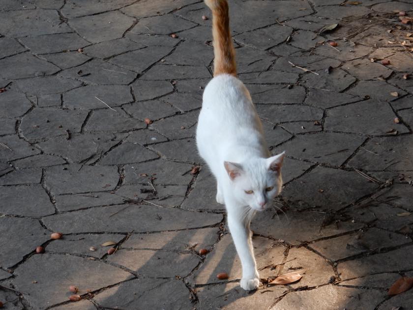 cat_20150922_18
