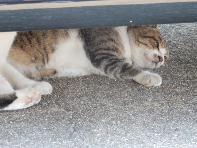 cat_20160813_05