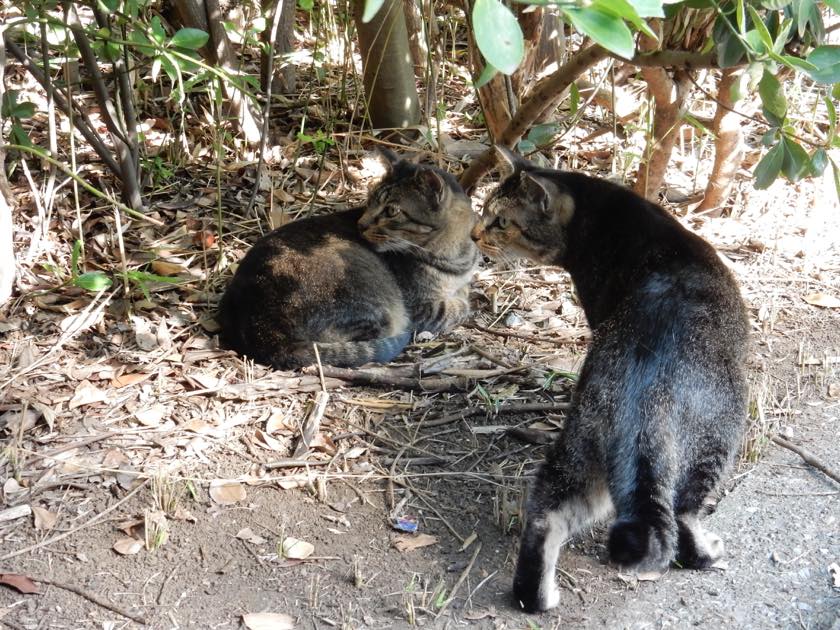cat_20150922_13