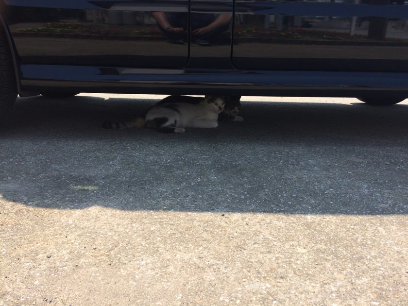 cat_20160813_06