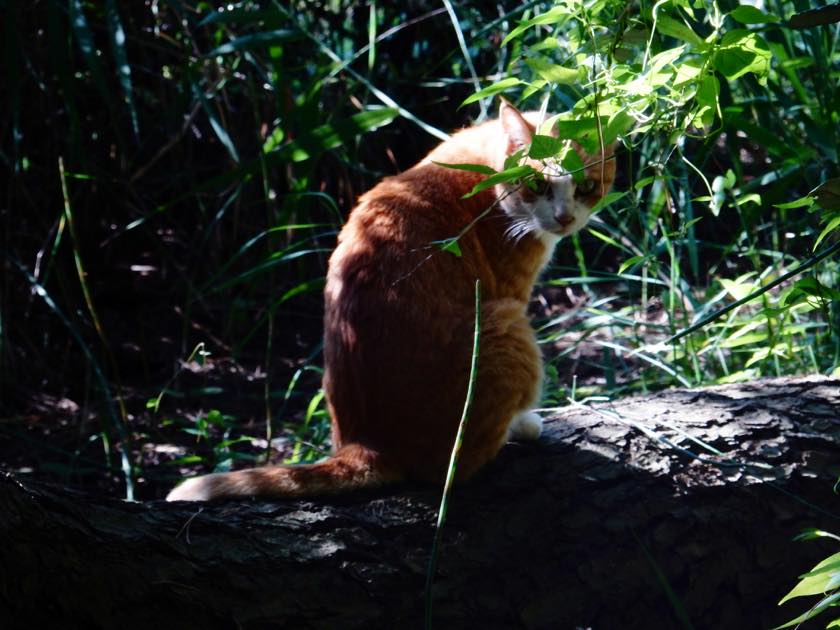 cat_20150922_01