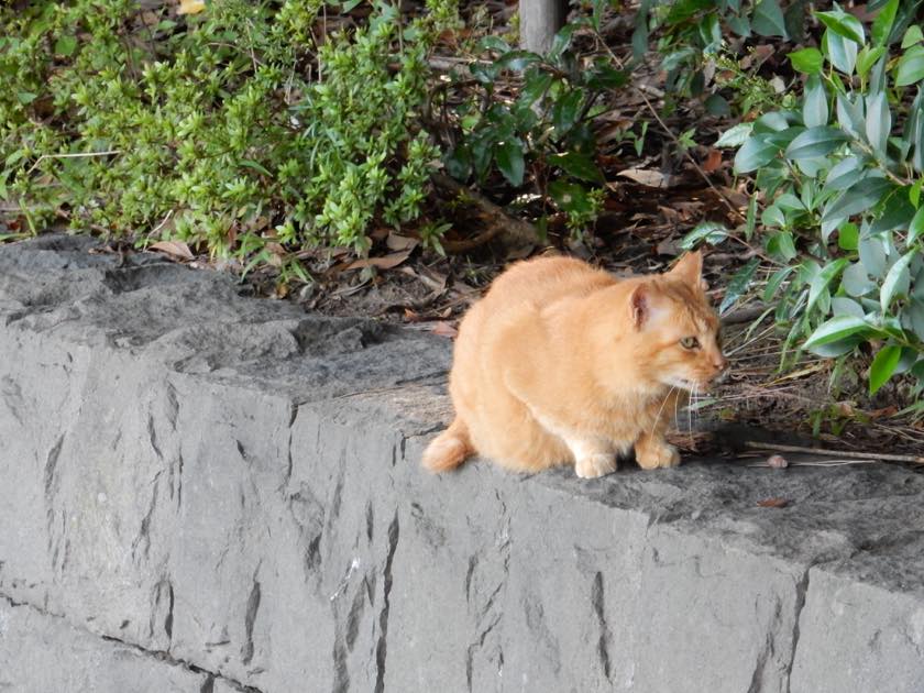 cat_20150922_05