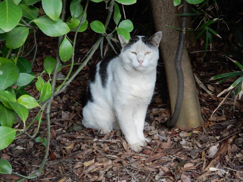 cat_20150922_07