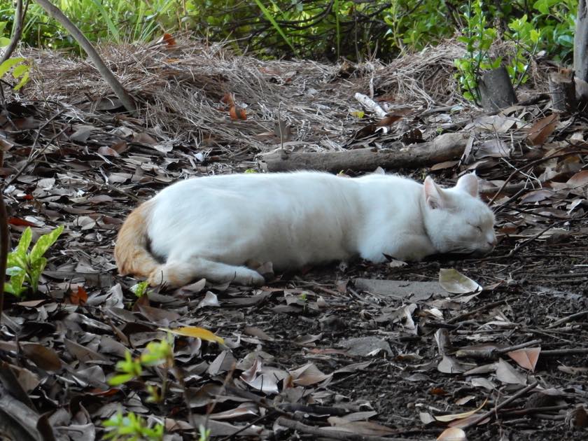 cat_20150922_16